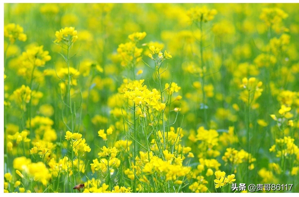 欧洲杯全球直播大地:欧洲杯 大地直播