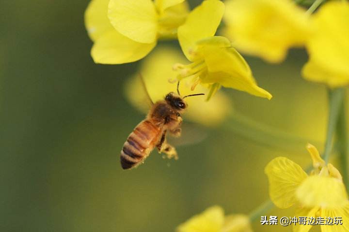 洛阳欧洲杯直播:洛阳欧洲杯直播平台