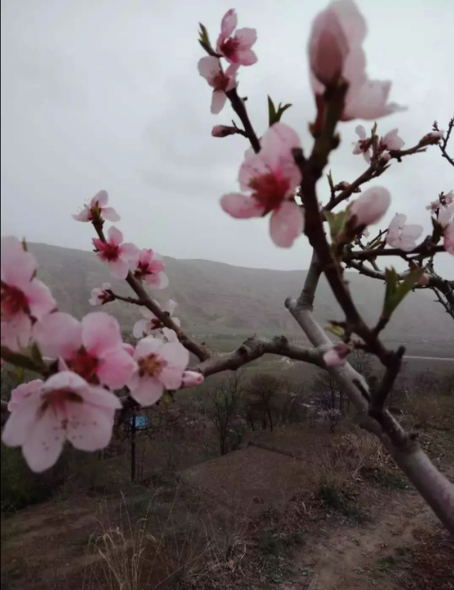 西瓜视频怎样看欧洲杯直播:西瓜视频怎样看欧洲杯直播回放