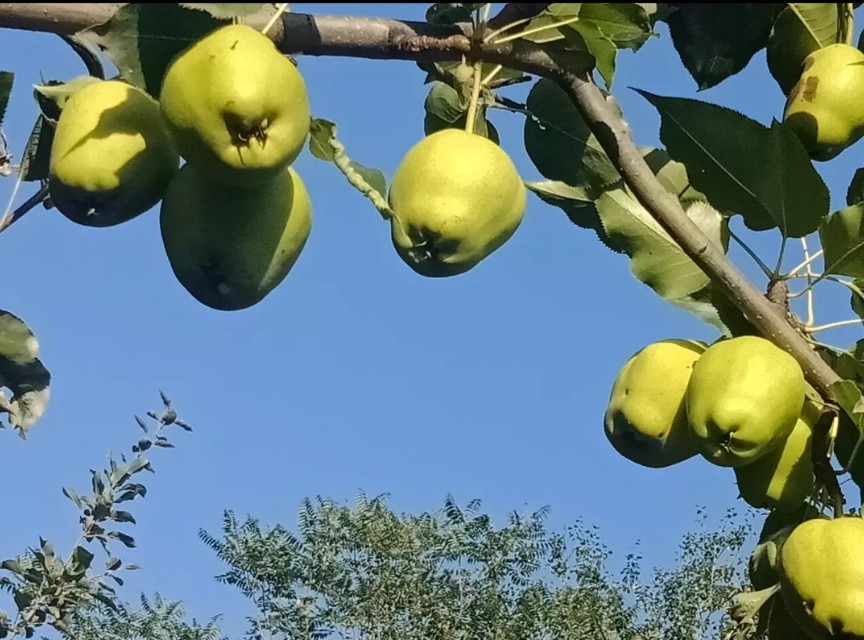 西瓜视频怎样看欧洲杯直播:西瓜视频怎样看欧洲杯直播回放