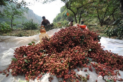 花椒直播能看欧洲杯嘛:花椒直播能看欧洲杯嘛