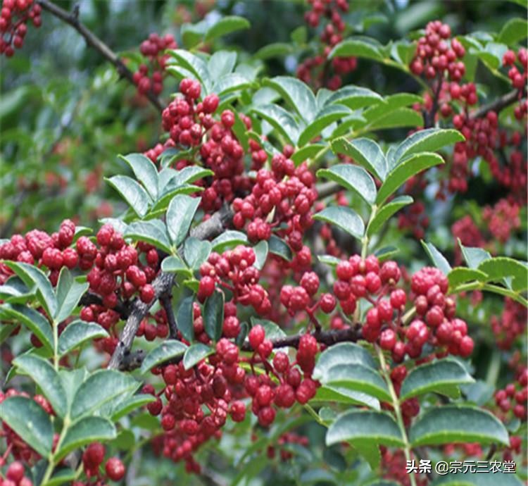 花椒直播能看欧洲杯嘛:花椒直播能看欧洲杯嘛