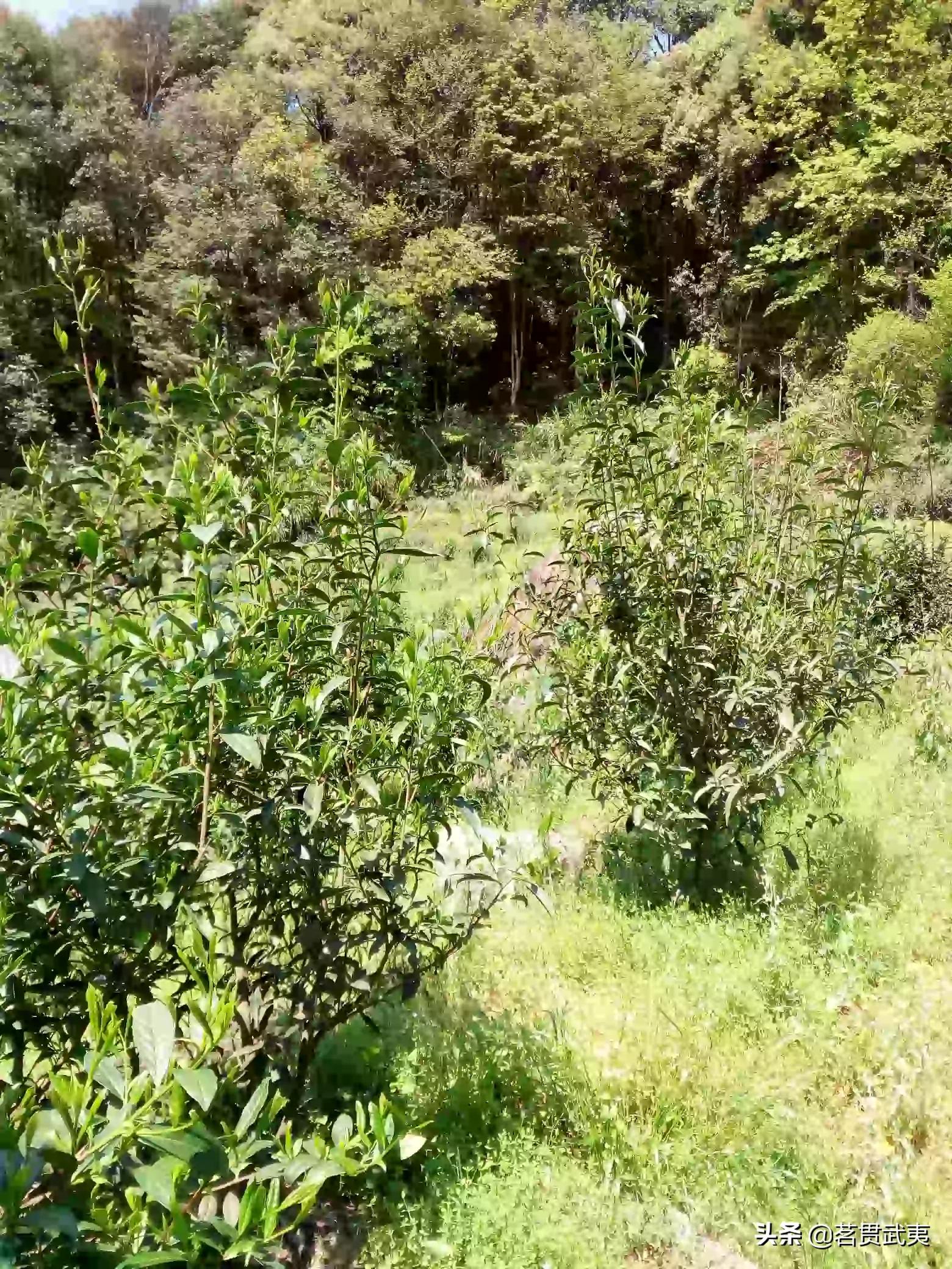 建阳哪里可以看欧洲杯直播:建阳哪里可以看欧洲杯直播的