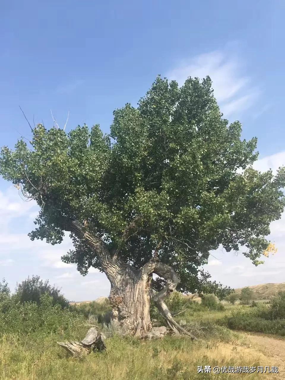 老王欧洲杯直播:老王欧洲杯直播在线观看