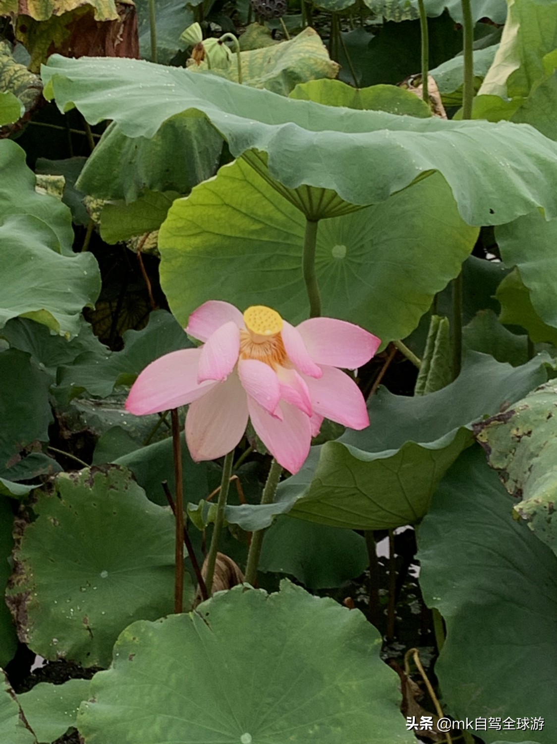 欧洲杯直播套餐:欧洲杯直播套餐是什么