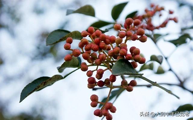 花椒直播能看欧洲杯吗:花椒直播能看欧洲杯吗