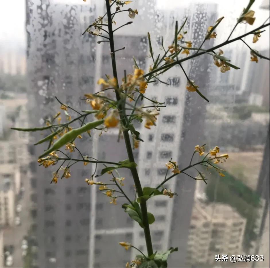 眉山哪里看欧洲杯直播比赛:眉山哪里看欧洲杯直播比赛最好