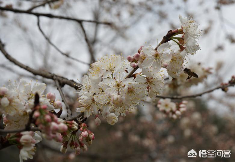 沙河哪里可以看欧洲杯直播:沙河哪里可以看欧洲杯直播的