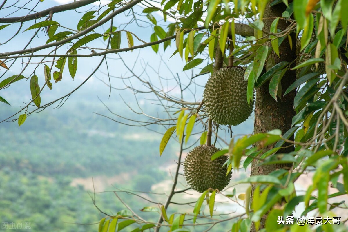 芒果TV可以看欧洲杯直播吗:芒果tv可以看欧洲杯直播吗