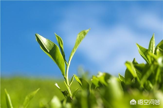 欧洲杯直播大茶饭:欧洲杯大竞赛直播