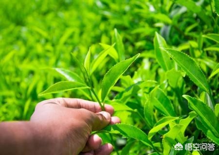 欧洲杯直播大茶饭:欧洲杯大竞赛直播