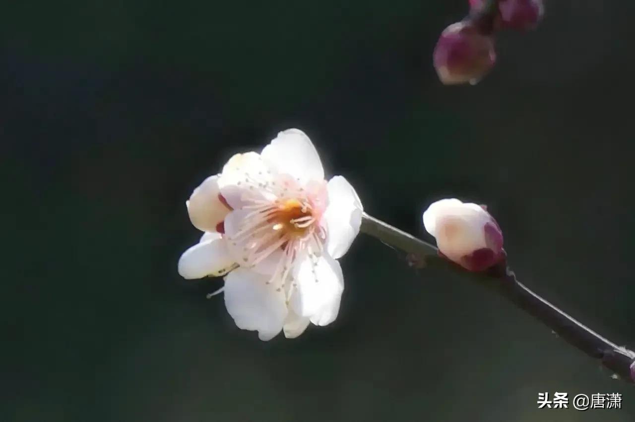 看欧洲杯直播蹦迪视频的软件:看欧洲杯直播蹦迪视频的软件叫什么