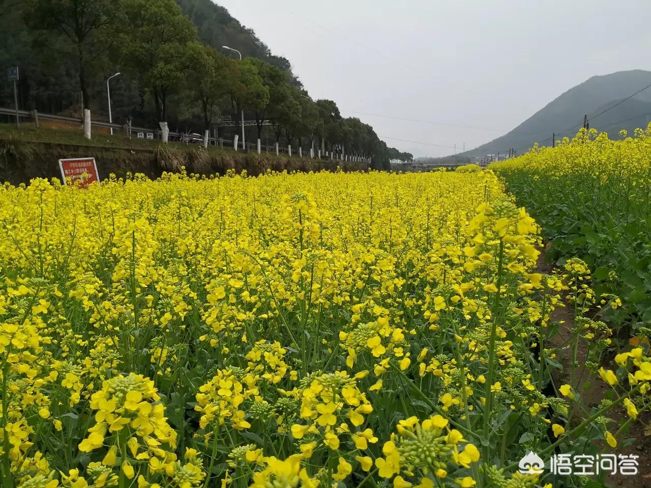 新浪如何看欧洲杯战绩直播:新浪如何看欧洲杯战绩直播视频