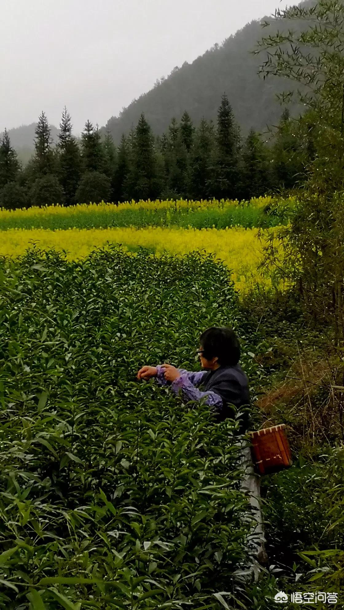 新浪如何看欧洲杯战绩直播:新浪如何看欧洲杯战绩直播视频